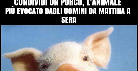 Condividi un porco   - immagini divertenti, foto, barzellette,  video