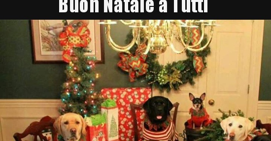 Buon Natale a Tutti.. | BESTI.it - immagini divertenti, foto