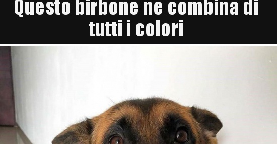 Questo Birbone Ne Combina Di Tutti I Colori Besti It Immagini Divertenti Foto Barzellette Video