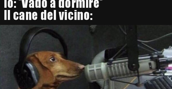 Io Vado A Dormire Il Cane Del Vicino Bestiit Immagini Divertenti Foto Barzellette Video 2636