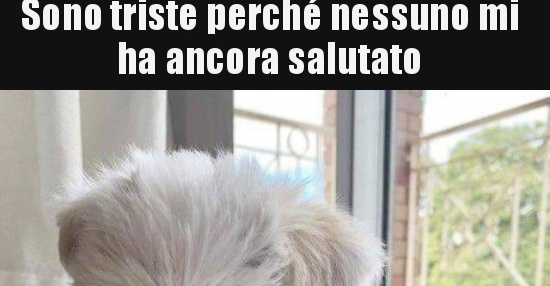 Sono Triste Perché Nessuno Mi Ha Ancora Salutato Bestiit Immagini Divertenti Foto 8096