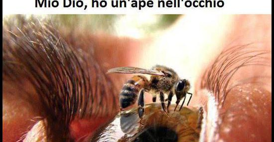 Укус пчелы за член фото