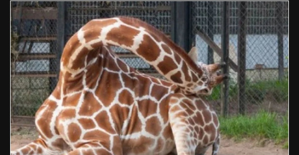 Cosi Dormono Le Giraffe Besti It Immagini Divertenti Foto Barzellette Video