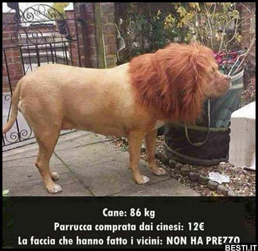 parrucca leone cane