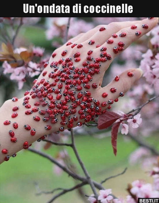 Un Ondata Di Coccinelle Besti It Immagini Divertenti Foto Barzellette Video