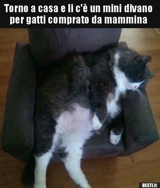 Torno a casa e li c'è un mini divano per gatti comprato da..