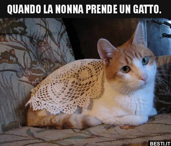 QUANDO LA NONNA PRENDE UN GATTO   - immagini divertenti, foto,  barzellette, video