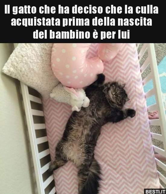 Il gatto che ha deciso che la culla acquistata prima della..