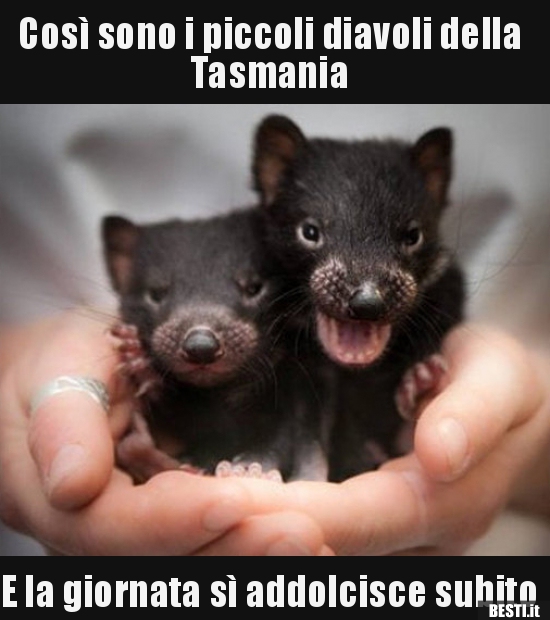 Così sono i piccoli diavoli della Tasmania E la giornata.. | BESTI.it -  immagini divertenti, foto, barzellette, video